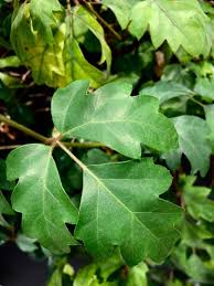 Image result for Cissus alata
