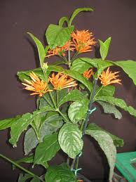 Image result for Justicia spicigera