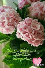 Nella foto in alto, l'ortensia bianca hydrangea macrophylla varietà 'noblesse'. Pin Di Irina Skumen Su Buon Giorno E Notte Ortensie Fiori Fiori Colorati