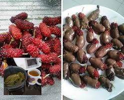Maka disebabkan itulah jika di malaysia, daun pokok mulberry dikenali sebagai daun ulat. Mulberry Salut Coklat Daunnya Dijadikan Teh Terbaik Rasa Khasiatnya Keluarga