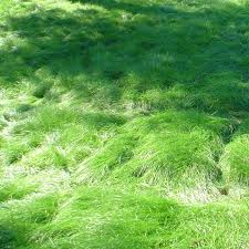 Image result for Festuca