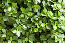 Image result for Carissa