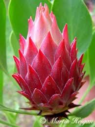 Sima On Twitter Protea Flower Unusual Flowers Beautiful Flowers