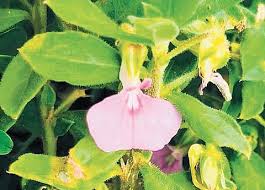 Image result for Afrohybanthus