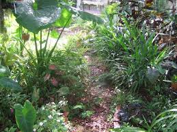 Walmart.com has been visited by 1m+ users in the past month Fertilizer Grass Under Oak Trees Cromalinsupport