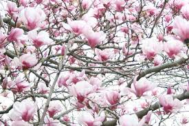 Hanki 15.000 sekunnin flowering trees in spring flowers arkistovideomateriaali, jonka nopeus on 59.94fps. I Love My New House But I Miss My Old Magnolia Tree Must Plant One Here Saucer Magnolia Tree Flowering Trees Magnolia Trees