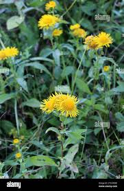 Image result for Inhambanella