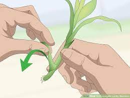 How To Propagate Lucky Bamboo 14 Steps With Pictures Wikihow En 2021 Bambu De La Suerte Plantas De Bambu Bamboo De La Suerte
