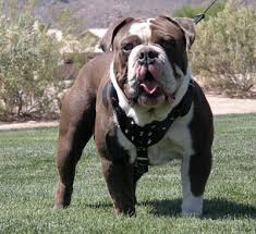 At six to 12 months old, you can feed him twice a day. Tucson Olde English Bull Dogges