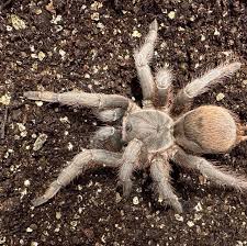 Image result for Stenostelma corniculatum