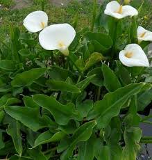 Cara, menanam, bunga, lili, putih, tanaman, hias, bunga, buah, name : Jual Bibit Tanaman Hias Bunga Cala Lili Putih Di Lapak Krishna Shop Bukalapak