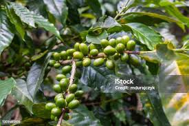 Image result for Coffea sp. A