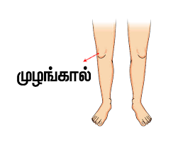 Find more similar words at wordhippo.com! à®‰à®Ÿà®² à®© à®ª à®•à®™ à®•à®³ Parts Of The Body Tamil Pronunciation World Tamil Academy à®‰à®²à®•à®¤ à®¤à®® à®´ à®• à®•à®² à®µ à®• à®•à®´à®•à®® Online Tamil Language Classes Spoken Tamil For Kids Tamil Lessons