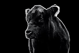 April 2024 Hereford World by American Hereford Association