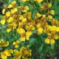 Mexican Tarragon Live Plant Tagetes Lucida For Sale Plantes Vivantes Graines De Cactus Cultiver
