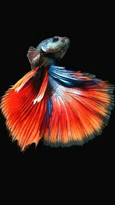 Pin By Christopher Blincoe On Arttis In 2020 Betta Fish Tank Fish Wallpaper Betta