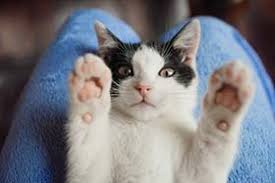 Kedi Kumlari Hakkinda Sikca Sorulan Sorular
