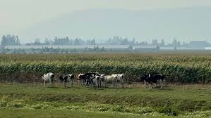 Firesmoke canada, using data gathered by the weather forecast research team at the university of british columbia, provides constantly updating maps showing the movements of smoke across the province. 1qup85 Vzbgj1m