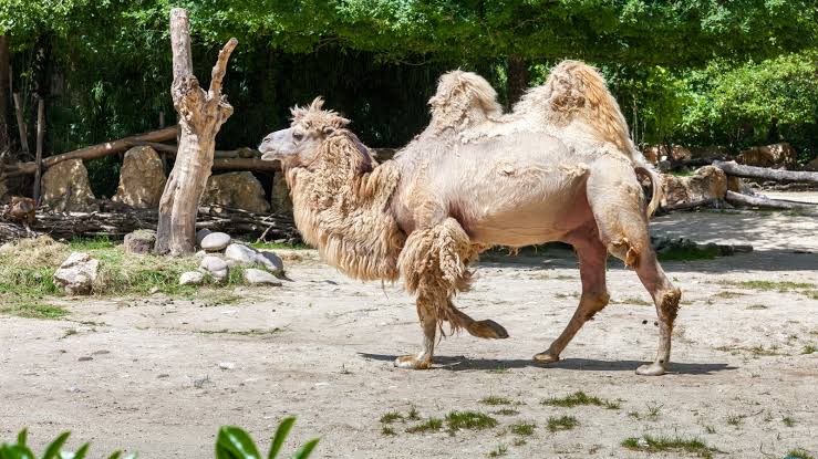 From Ladakh To Kartavya Path, These Rarest Double-Humped Camels To Make A  Historic Debut On Republic Day