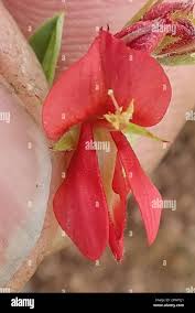 Image result for Indigofera hilaris