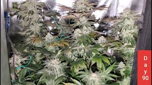 Maybe you would like to learn more about one of these? How Much Yield In 2x2 Tent Bikehike