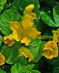 In addition to their mere function of ground cover, these plants can of course also aesthetically enchant your garden. 6 Of The Best Ground Cover Plants To Prevent Weeds Dengarden