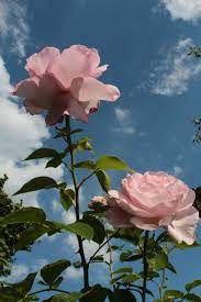 خلفيات ورود roses أزهار زهور flowers عالية الوضوح 552 in 2020 beautiful flowers wallpapers flower wallpaper pink flowers photography