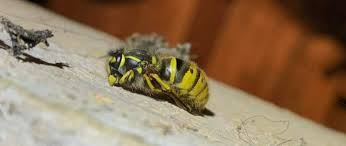 What Time Of Year Do Wasps Build Nests In The Uk? | Nest Life Cycle