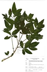 Image result for Heteromorpha stenophylla