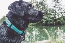 Also warum muss ich meinen hund in eine gruppe stecken nur das er nicht zuhause alleine allgemeine fragen zu gefährlichen hunden. Hund Trotz Vollzeit Job So Lassen Sich Vollzeitjob Und Hund 2019 Vereinbaren Flummi S Diary