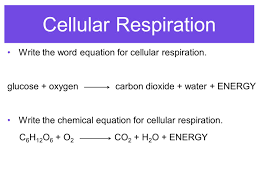 Describe the function of, state the site and chemical equation for cellular respiration, and distinguish between anaerobic and aerobic respiration. Energy Flow Photosynthesis Cellular Respiration Ppt Video Online Download