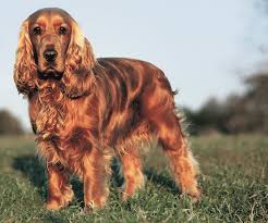 Black And Tan Cocker Spaniel For Sale Los Angeles What A Beauty English Cocker Spaniel Cocker Spaniel Dog Cocker Spaniel Dogs