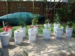 Give the soil a light water with a watering can. How To Grow Tomato Plants In 5 Gallon Buckets Cromalinsupport