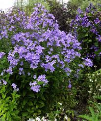 Pacific Horticulture Society Bellflowers Plants Campanula Tall Plants