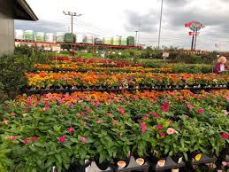 I've been to nicer and more helpful nurseries around town, but this place is most often the cheapest. Houston Garden Centers 22 Photos 25 Reviews Nurseries Gardening 21530 Katy Fwy Katy Tx United States Phone Number Yelp