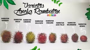 Download lagu gula batu mp3 gratis, free download gula batu lagu mp3 terbaru di metrolagu. Kum Kum Bang Ronaldkukum Twitter