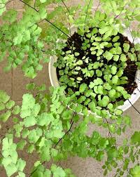 アジアンタム Adiantum が薄い色に の巻
