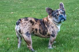 French bulldog puppies for sale to loving homes. About Gemstone Frenchies Quality Merle Frenchie Puppies Gemstone Frenchies Exotic Blue Merle French Bulldog Puppies Colorful French Bulldogs Califorina Frenchies For Sale Quality French Bull Dog Breeders Usa Moringa For Dogs French Bulldog Adoption
