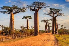 Discover the best of madagascar with an exclusive selection of unique experiences. How Safe Is Madagascar To Visit 2021 Guide