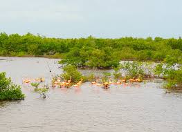 UA Researcher Studies Cuba's Coastal Forests in Anticipation of Tourism  Increase