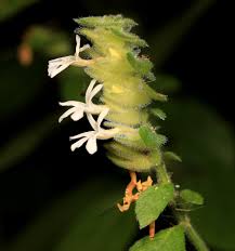 Image result for Phaulopsis imbricata