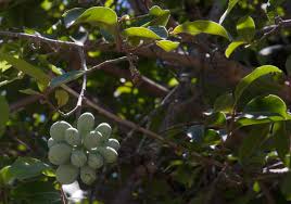 Image result for Artabotrys stolzii