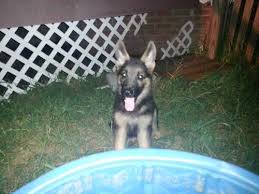 German owned and operated kennel with over twenty years experience. Akc German Shepherd Puppies For Sale In Newport North Carolina Classified Americanlisted Com