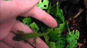 Baby Madagascar Giant Day Geckos Youtube