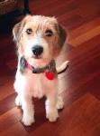 Poogle Dog Breed Information and Pictures