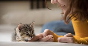 If you have cats of your own let the mother cat feed and care for her kittens as long as she is actively engaged with them. Seven Reasons Why Fostering Animals Saves Lives Aspca