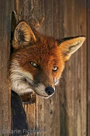 Timeline Photos Garden Of Delight Facebook Fox Dog Fantastic Fox Animals
