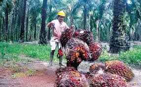 Berita Sawit Akhir 2019 Skim Minyak Sawit Berkelanjutan Malaysia Akan Wajib Diterapkan Petani