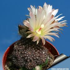 Image result for Eriosema verdickii