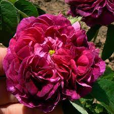 Charles de mills (unbekannt vor 1786). Charles De Mills Gronloof Rosen Hemerocallisverkauf